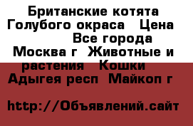 Британские котята Голубого окраса › Цена ­ 8 000 - Все города, Москва г. Животные и растения » Кошки   . Адыгея респ.,Майкоп г.